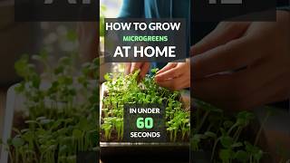 Learn How to Grow Microgreens at Home in Under 60 Seconds #microgreens #learntogarden #indoorfarming