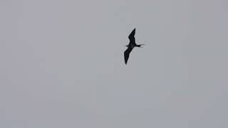 Lesser frigatebird (Juv.), Colaba, India. July 2024