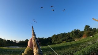 Backyard goose hunt