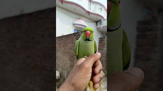 Parrot talking sound good👍🦜 #parrot #birds #alexparrot #cutebird #naturalsounds #cuteparrot #parrotc