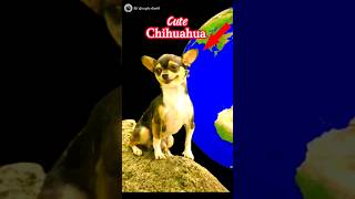 Cute Smiling Chihuahua 🤯🐕‍🦺☺😱 on google earth and google maps 🌎 #chihuahua #cutedog #animal #dog