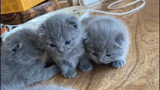 You must see these amazing Scottish blue kittens