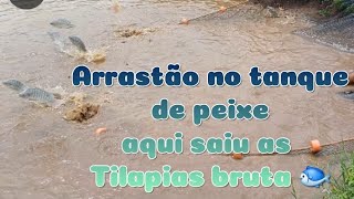 Arrastão no tanque de peixe! aqui saiu as tilapias brutas galera!