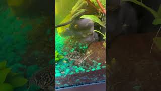 Male vs. Female Corydoras