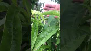 Почему усыхают побеги на персике?! #сад #fruit #garden