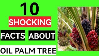 Ten Shocking And Amazing Facts About Oil Palm Tree