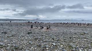 Visiting Antártica and watching wild life is an amazing experience .