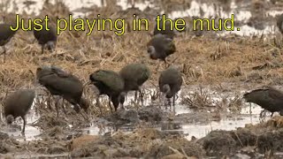 Wildlife Documentary - The Glossy Ibis