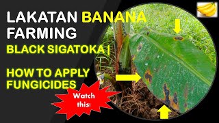 Black Sigatoka | How to Apply Fungicide Spraying? | Lakatan Banana Farming