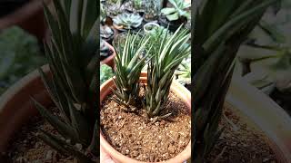 Haworthia Glauca