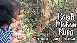 Kasih Makan Rusa Di Pendopo Agung Trowulan - Mela Tazkya Vlog