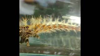 Comma Butterfly (i think) caterpillar. Orange, red, brown & white spikey caterpillar. Eats nettles