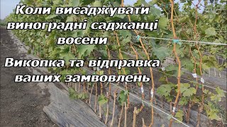 Коли висаджувати виноградні саджанці восени