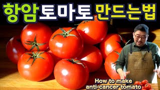 항암 토마토 만드는법, “이렇게 만들면” 항암, 항산화, 당뇨 효과의 8-9배가 됩니다. 재료 3개, 전 맛 있어서 벌써 다 먹었어요. 준티비 토마토, JUNTV TOMATO