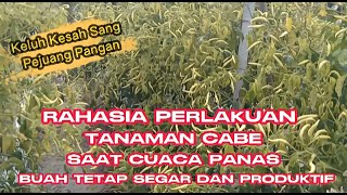 Part 17 : Cara Tepat Merawat Dan Melebatkan Buah Kedua Cabe Rawit Saat Kemarau Melandah