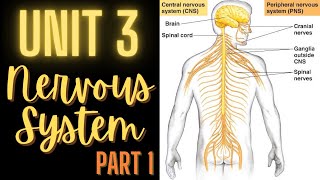 Nervous System: Part 1 - Overview, Divisions, Neurons