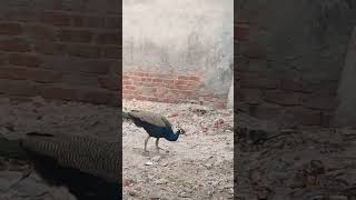 Peacock #subscribe #Mousumi5919