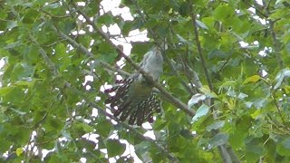 Common cuckoos, Lakenheath