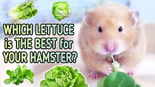 Can Hamsters eat Lettuce?