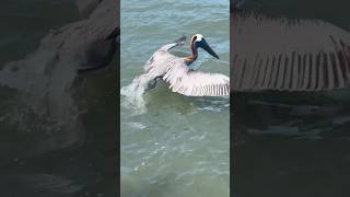 Navigating the Indian River Lagoon: A Boating Adventure