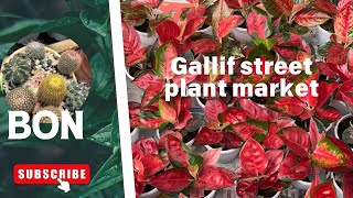 Gallif Street Plant Market ​@banita21  #ytshorts#youtubeshorts#shorts #viral#gardening