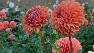 Planting Dahlias - Tips and Tricks - Without “Waking” Tubers