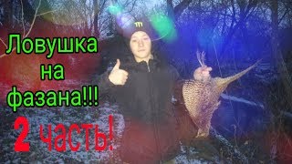 Ловушка на фазана!!! (2 часть!)