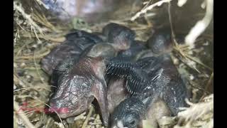 inilah suasana didalam sarang burung Pipit di alam