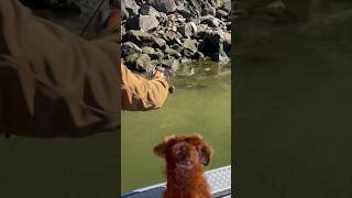 Steelhead fishing, can't get em all! #pnw #outdoors #river #fishing