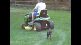 Guinness helps Richard mow the lawn