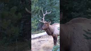 Bull Elk with Broken Antler