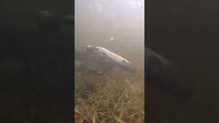 Bass Eats GIANT Swimbait!