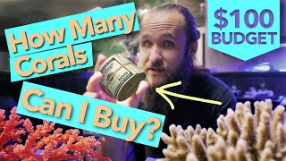 $100 Coral Frag Challenge - Is It Possible?