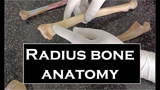 Radius bone anatomy | anatomy of radius bone and attachments| bones of upper limb -3d