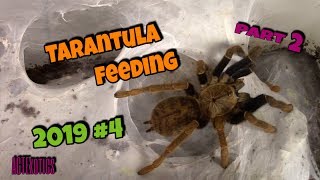 Tarantula Feeding #4 2019 pt2