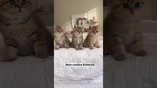 Our cuties kittens 🥰#animal #animallover #shorts #wednesday #wednesdayaddams #kitten #cat #shorts