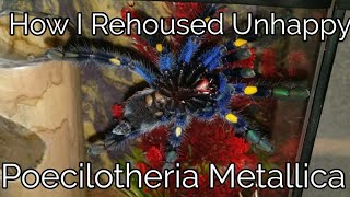 How I updated my Poecilotheria Metallica enclose. , DON'T  make this mistake!