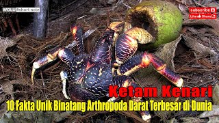 Ketam Kenari, 10 Fakta Unik Bintang Arthropoda Darat Terbesar di Dunia