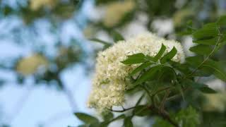 White flowers relaxation