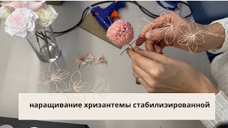 Как нарастить хризантему ПРОСТО И ЛЕГКО / How to grow a chrysanthemum SIMPLY AND EASILY