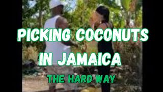 FRESH COCONUTS | #justaradlife #jamaicanfood #jamaica