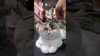 #cute kitty having a haircut💕🐱