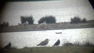 Glaucous Gull