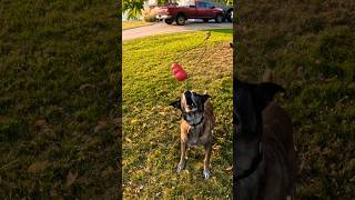 He knows where the bodies are buried. #belgianmalinois #searchdog #workingdog