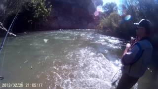 trucha arcoiris en intensivo