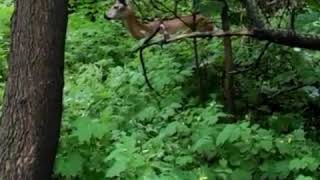 Самец косули в Нижнем Новгороде