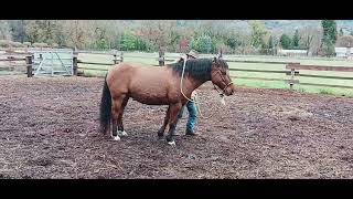 BLM mustang hackamore work#3