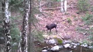 Moose in the Johns Brook Valley