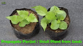 How to Propagate Night Flowering Jasmine or Parijat or Shiuli Plant from Seeds (With Update)