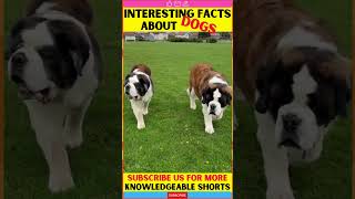 Facts About Dogs & Puppies | St. Bernards & Barry | Motivational Video | fact #shorts